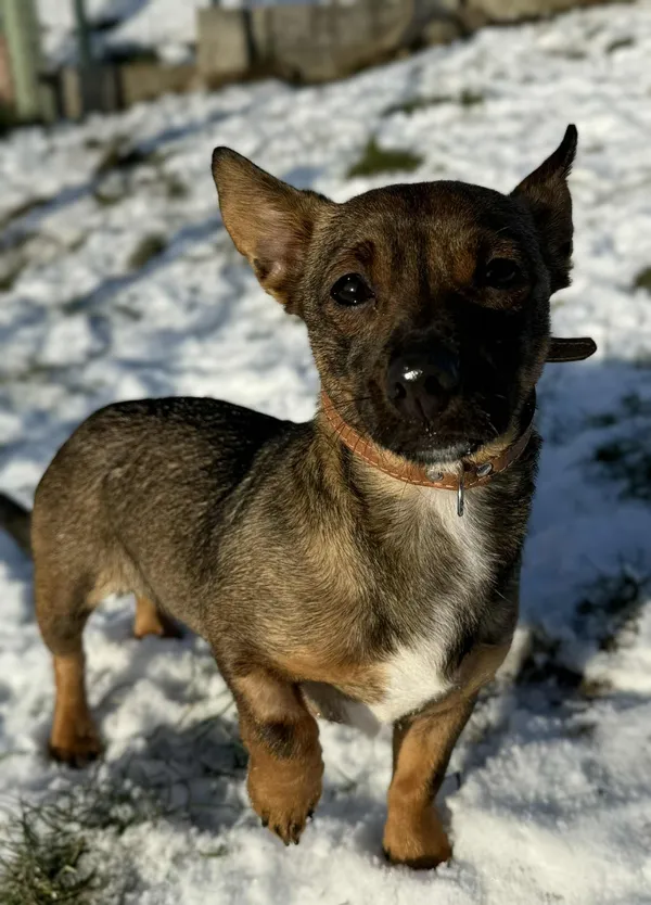 Pies do adopcji, Bydgoszcz, 12 stycznia 2026 (1/5)