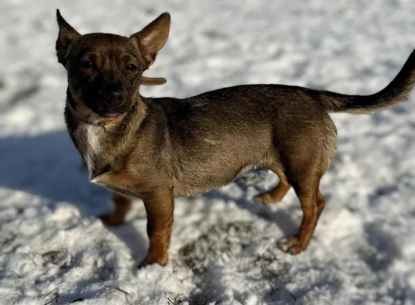 Pies do adopcji, Bydgoszcz, 12 stycznia 2026 (3/5)