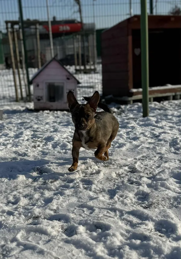 Pies do adopcji, Bydgoszcz, 12 stycznia 2026 (4/5)