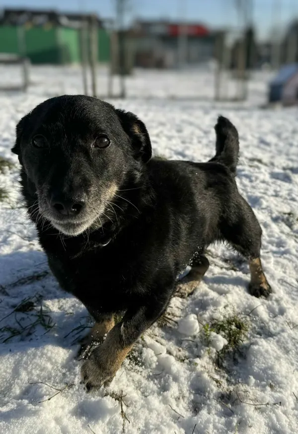 Pies do adopcji, Bydgoszcz, 12 stycznia 2026 (1/5)