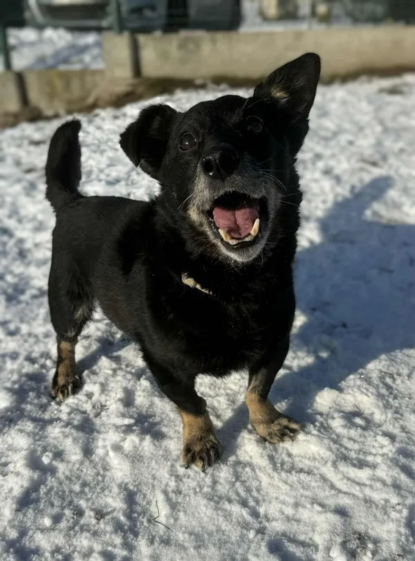 Pies do adopcji, Bydgoszcz, 12 stycznia 2026 (2/5)