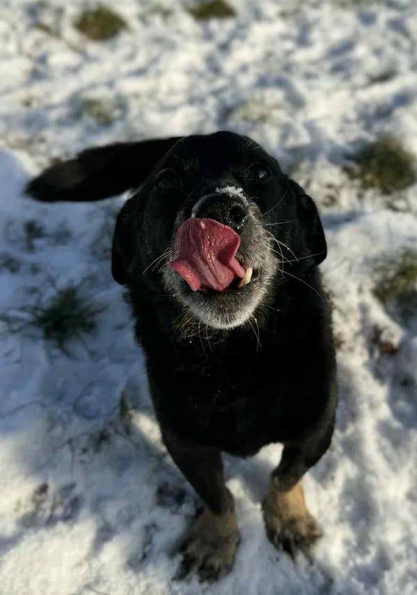 Pies do adopcji, Bydgoszcz, 12 stycznia 2026 (3/5)