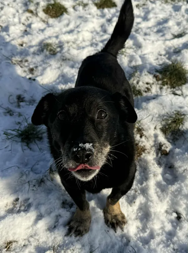 Pies do adopcji, Bydgoszcz, 12 stycznia 2026 (4/5)