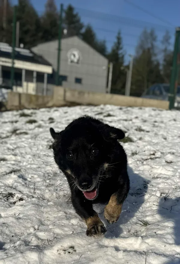 Pies do adopcji, Bydgoszcz, 12 stycznia 2026 (5/5)