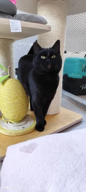 Kot do adopcji, Piła, 21 listopada 2025 (3/3)