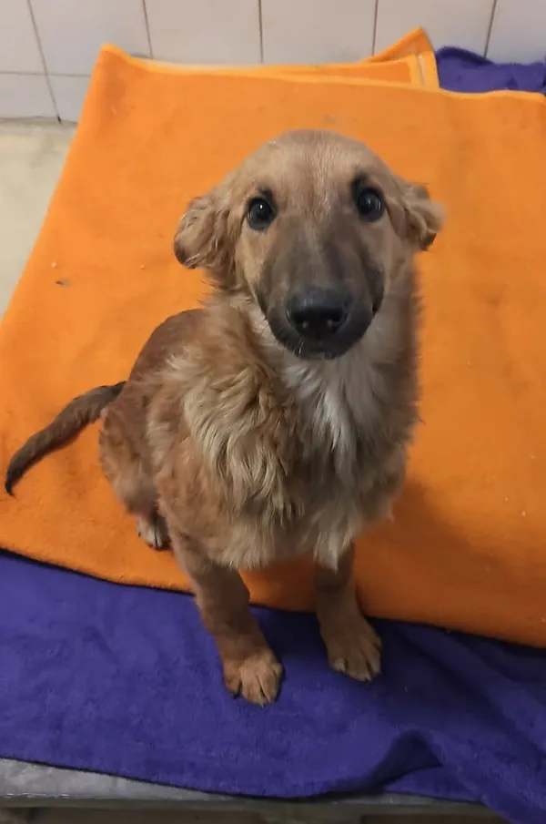 Znaleziono psa, Lublin, 10 stycznia 2026