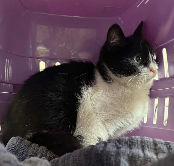 Znaleziono kota, Lublin, 11 stycznia 2026