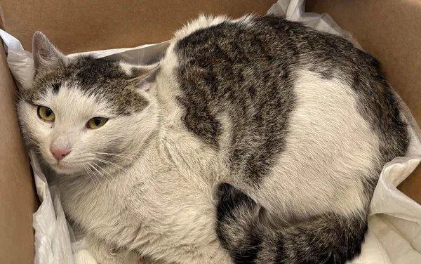 Znaleziono kota, Lublin, 12 stycznia 2026