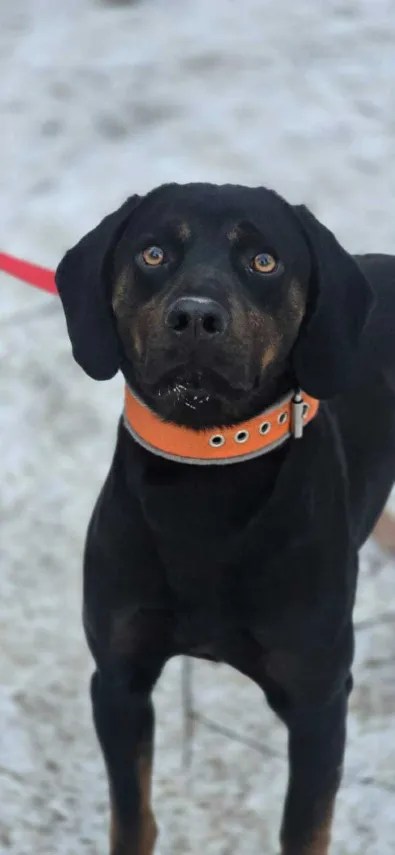 Pies do adopcji, Oborniki, 27 grudnia 2025