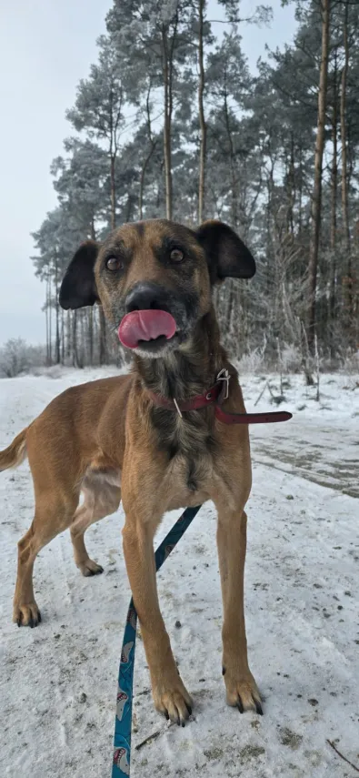 Pies do adopcji, Oborniki, 2 grudnia 2025