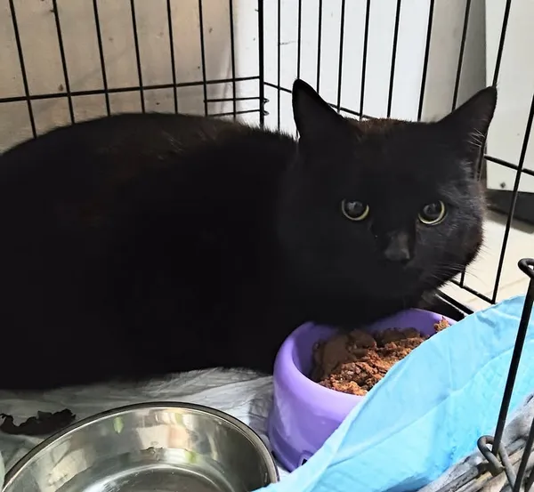 Znaleziono kota, Lublin, 9 stycznia 2026