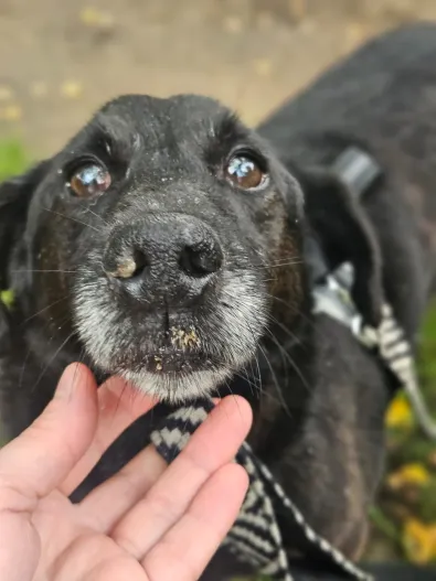 Znaleziono psa, Oborniki, 7 stycznia 2026