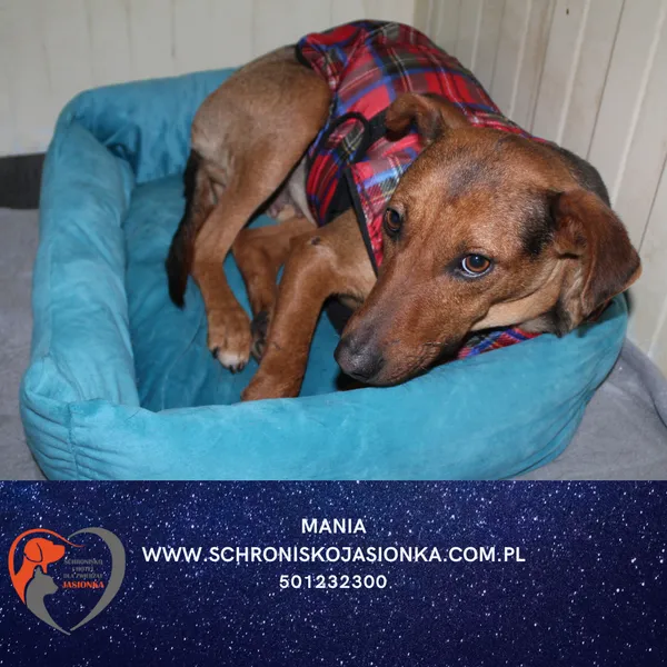 Pies do adopcji, Dębniak, 10 stycznia 2026