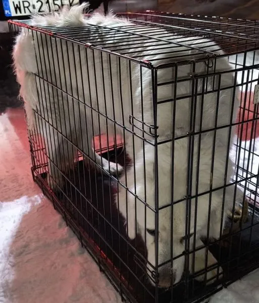 Znaleziono psa, Radom, 12 stycznia 2026