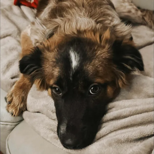 Pies do adopcji, Korabiewice, 12 stycznia 2026 (1/5)