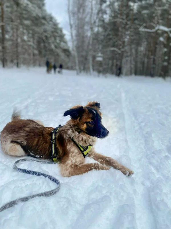 Pies do adopcji, Korabiewice, 12 stycznia 2026 (2/5)