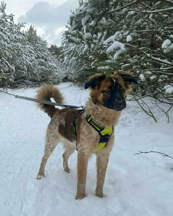 Pies do adopcji, Korabiewice, 12 stycznia 2026 (3/5)