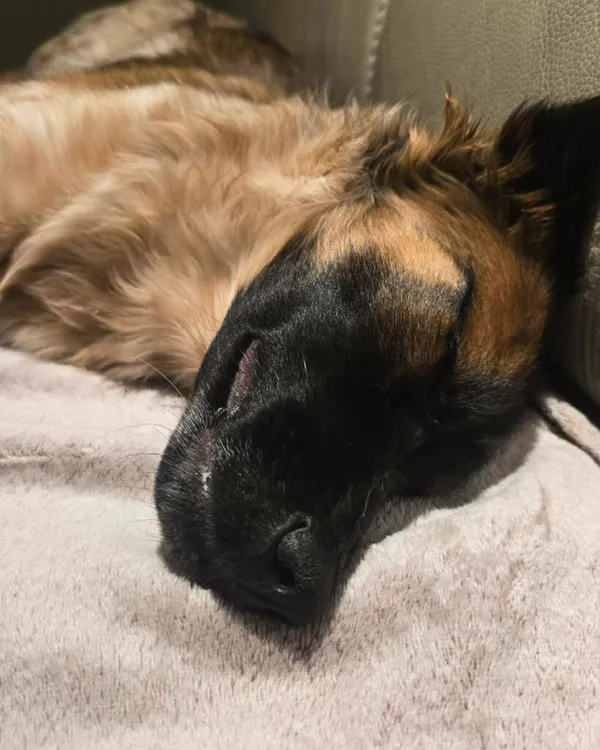 Pies do adopcji, Korabiewice, 12 stycznia 2026 (5/5)