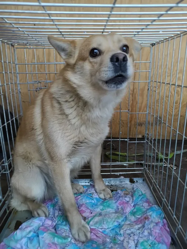 Pies do adopcji, Zgierz, 9 stycznia 2026 (1/3)