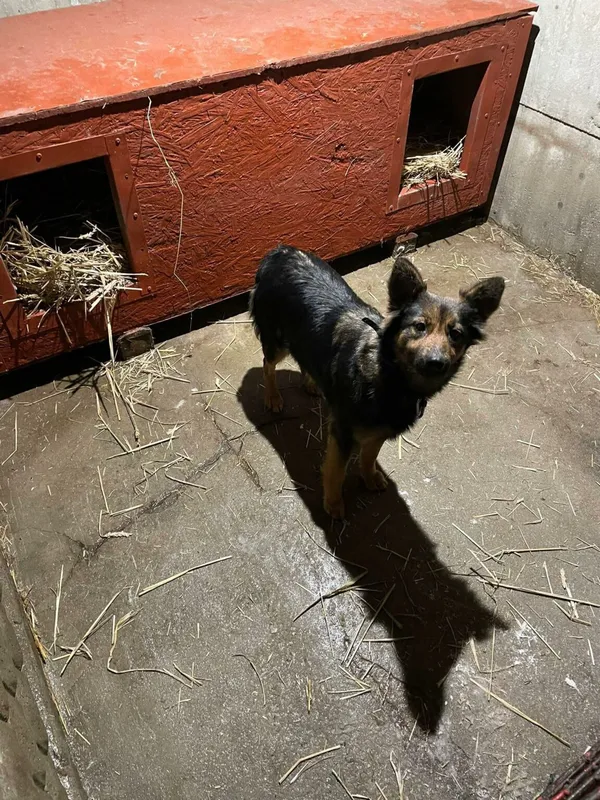 Pies do adopcji, Zgierz, 11 stycznia 2026 (1/3)