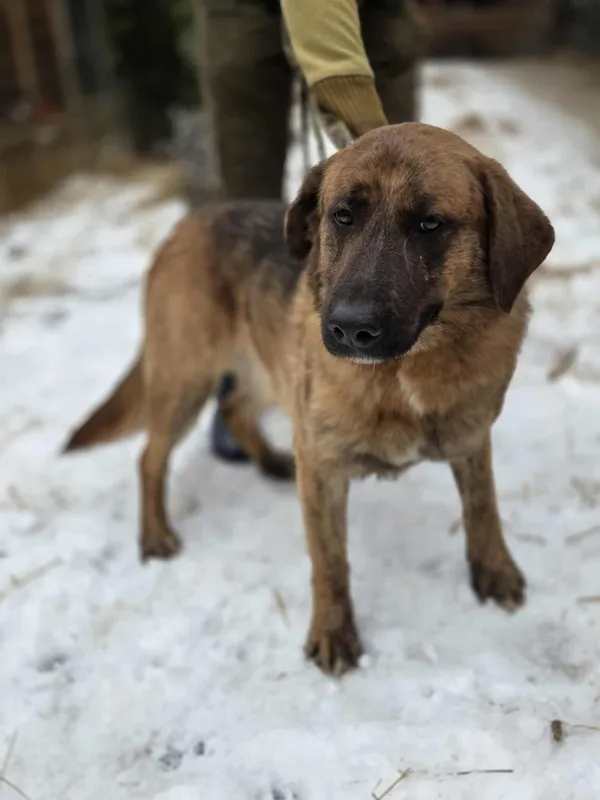 Pies do adopcji, Zgierz, 8 grudnia 2025 (1/5)