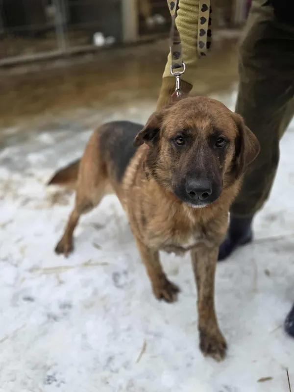 Pies do adopcji, Zgierz, 8 grudnia 2025 (2/5)