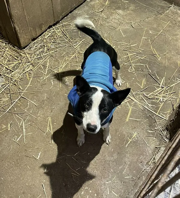 Pies do adopcji, Zgierz, 9 stycznia 2026 (1/3)