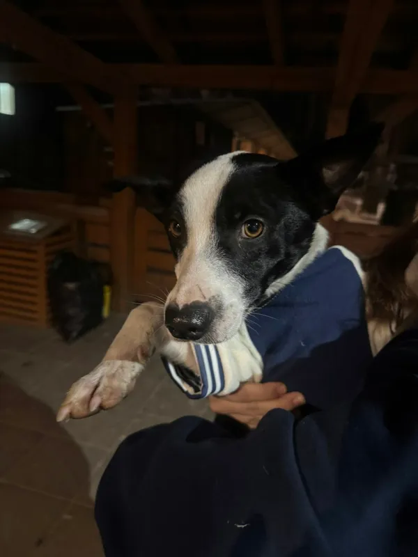 Pies do adopcji, Zgierz, 9 stycznia 2026 (3/3)