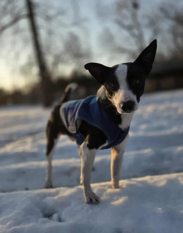 Pies do adopcji, Zgierz, 9 stycznia 2026 (2/5)