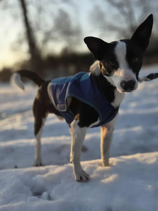 Pies do adopcji, Zgierz, 9 stycznia 2026 (3/5)