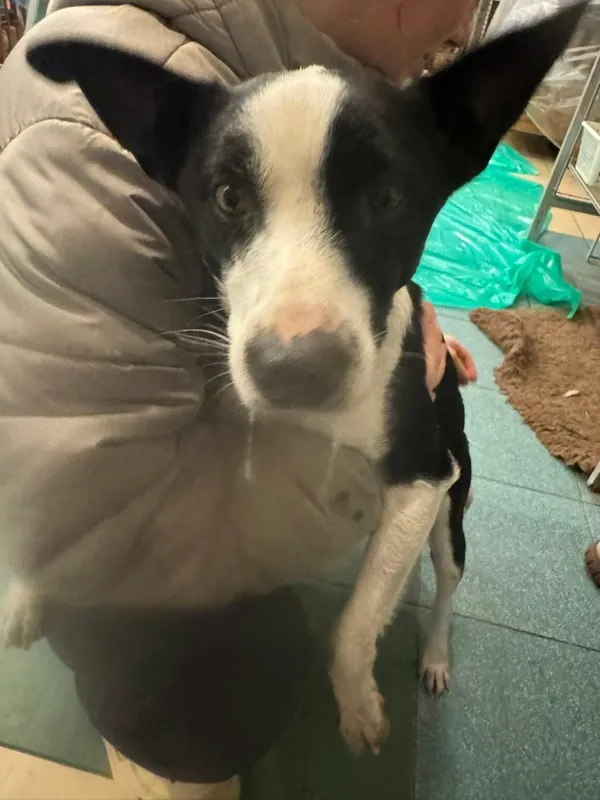 Pies do adopcji, Zgierz, 9 stycznia 2026 (5/5)