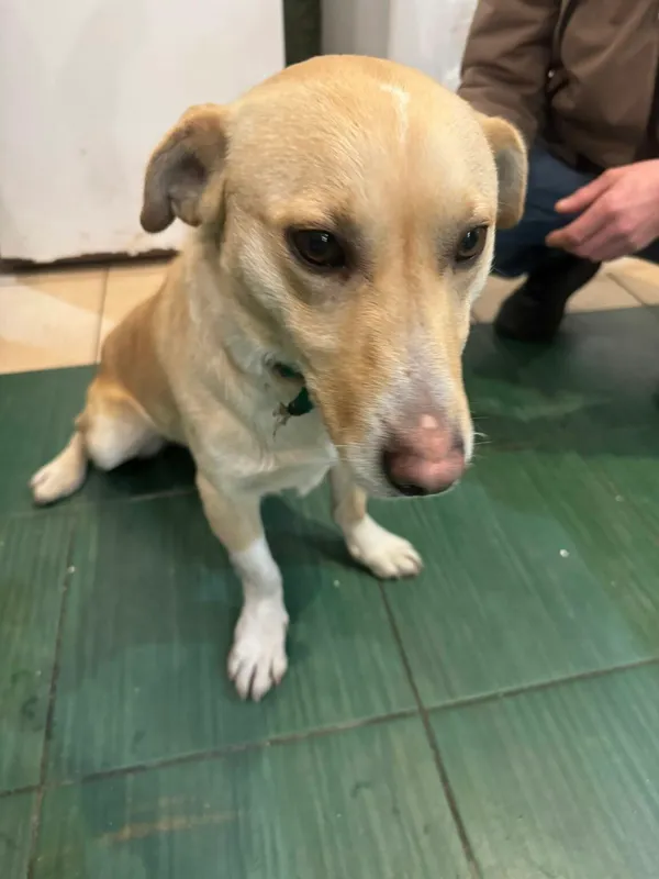 Pies do adopcji, Zgierz, 12 stycznia 2026 (5/5)