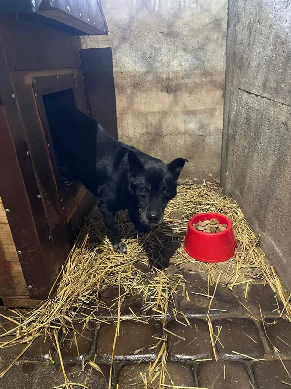 Pies do adopcji, Zgierz, 12 stycznia 2026 (1/2)