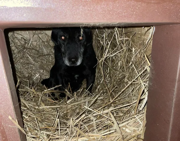 Pies do adopcji, Zgierz, 12 stycznia 2026 (2/2)