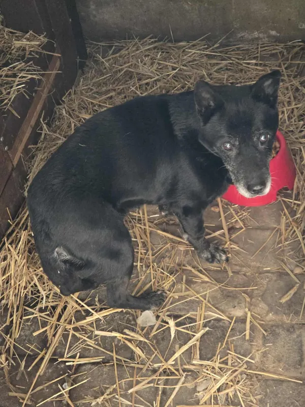 Pies do adopcji, Zgierz, 12 stycznia 2026 (2/4)