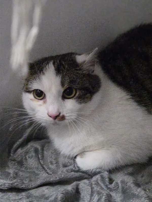 Kot do adopcji, Jelenia Góra, 30 grudnia 2025 (3/3)