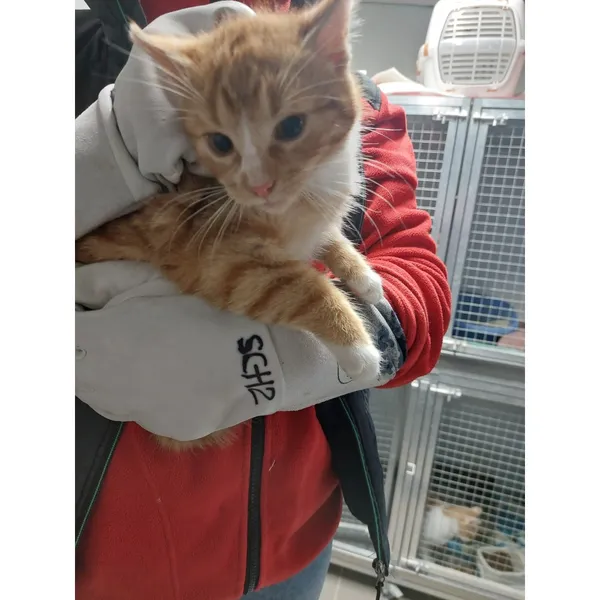 Znaleziono kota, Białystok, 12 stycznia 2026