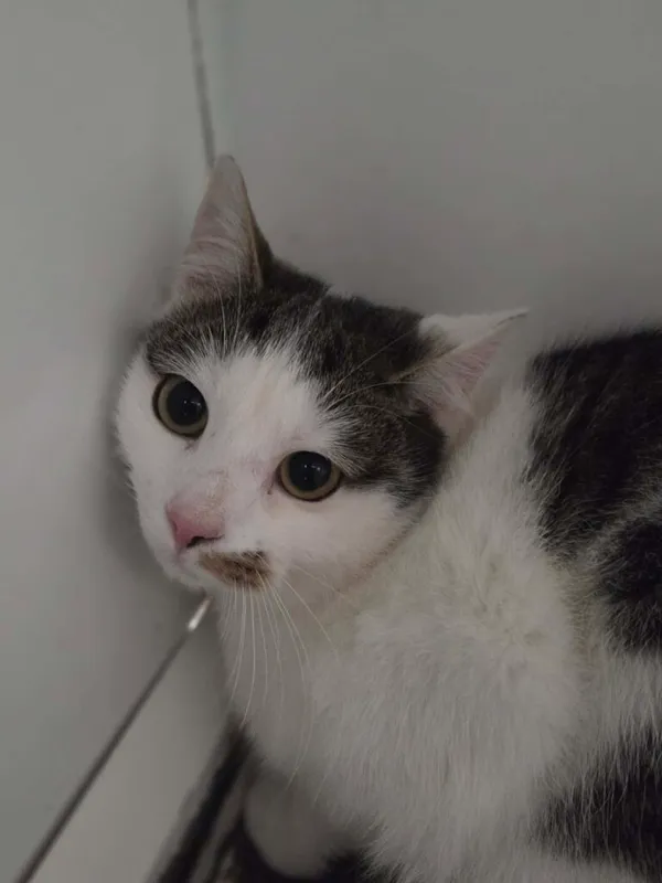 Kot do adopcji, Jelenia Góra, 30 grudnia 2025 (1/3)