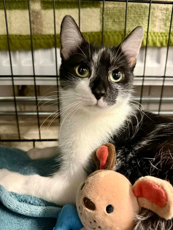 Kot do adopcji, Jelenia Góra, 23 sierpnia 2025 (1/4)