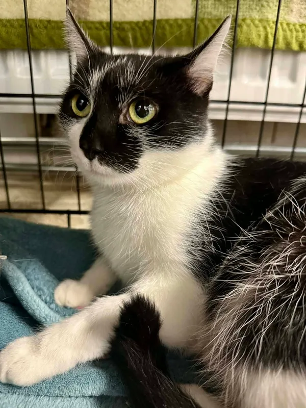 Kot do adopcji, Jelenia Góra, 23 sierpnia 2025 (3/4)