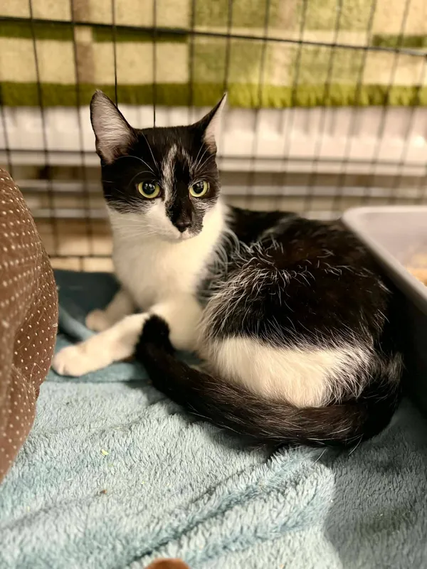 Kot do adopcji, Jelenia Góra, 23 sierpnia 2025 (4/4)