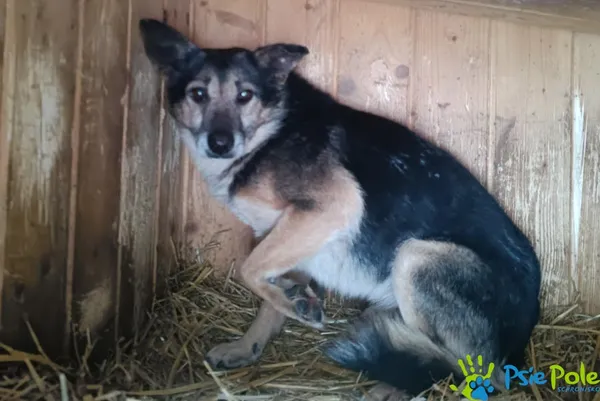 Znaleziono psa, Racławice, 11 stycznia 2026 (1/2)