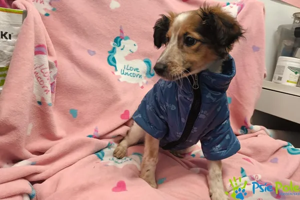 Znaleziono psa, Racławice, 10 stycznia 2026 (2/3)