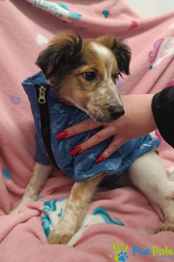 Znaleziono psa, Racławice, 10 stycznia 2026 (3/3)