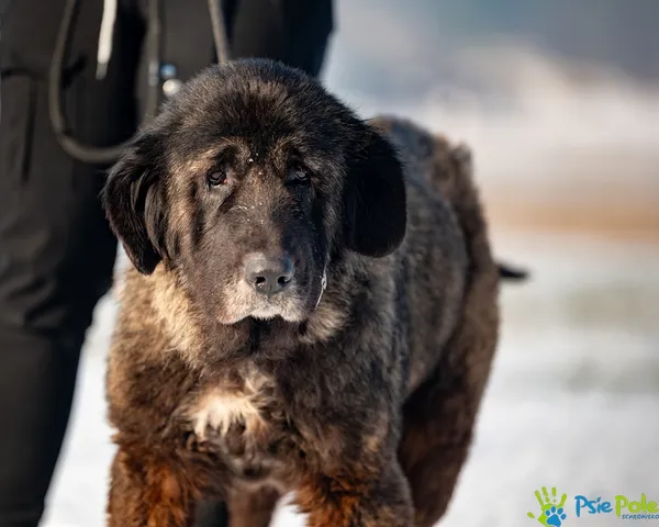 Znaleziono psa, Racławice, 9 stycznia 2026 (1/5)