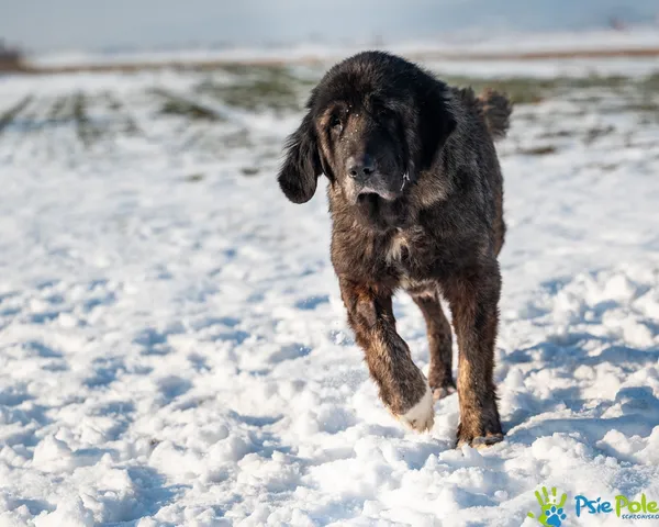 Znaleziono psa, Racławice, 9 stycznia 2026 (2/5)