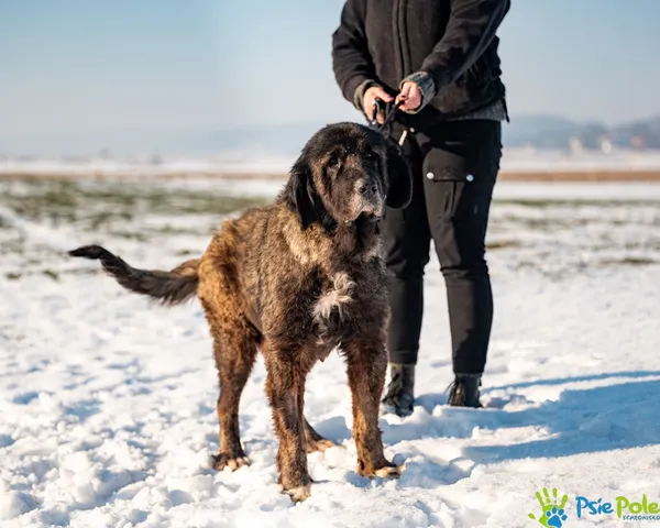 Znaleziono psa, Racławice, 9 stycznia 2026 (3/5)