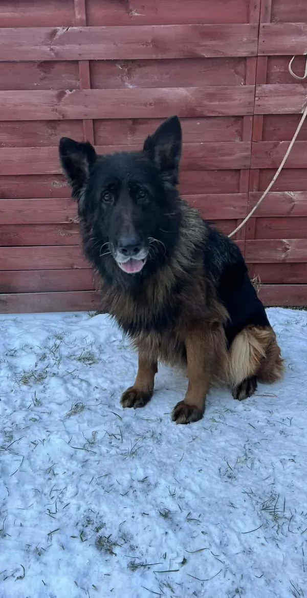 Znaleziono psa, Czartki, 13 stycznia 2026