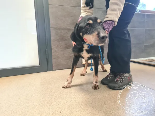 Znaleziono psa, Chełmek, 13 stycznia 2026