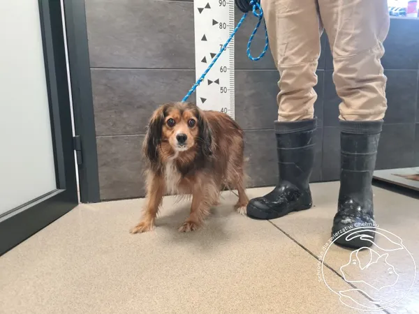 Znaleziono psa, Chełmek, 12 stycznia 2026